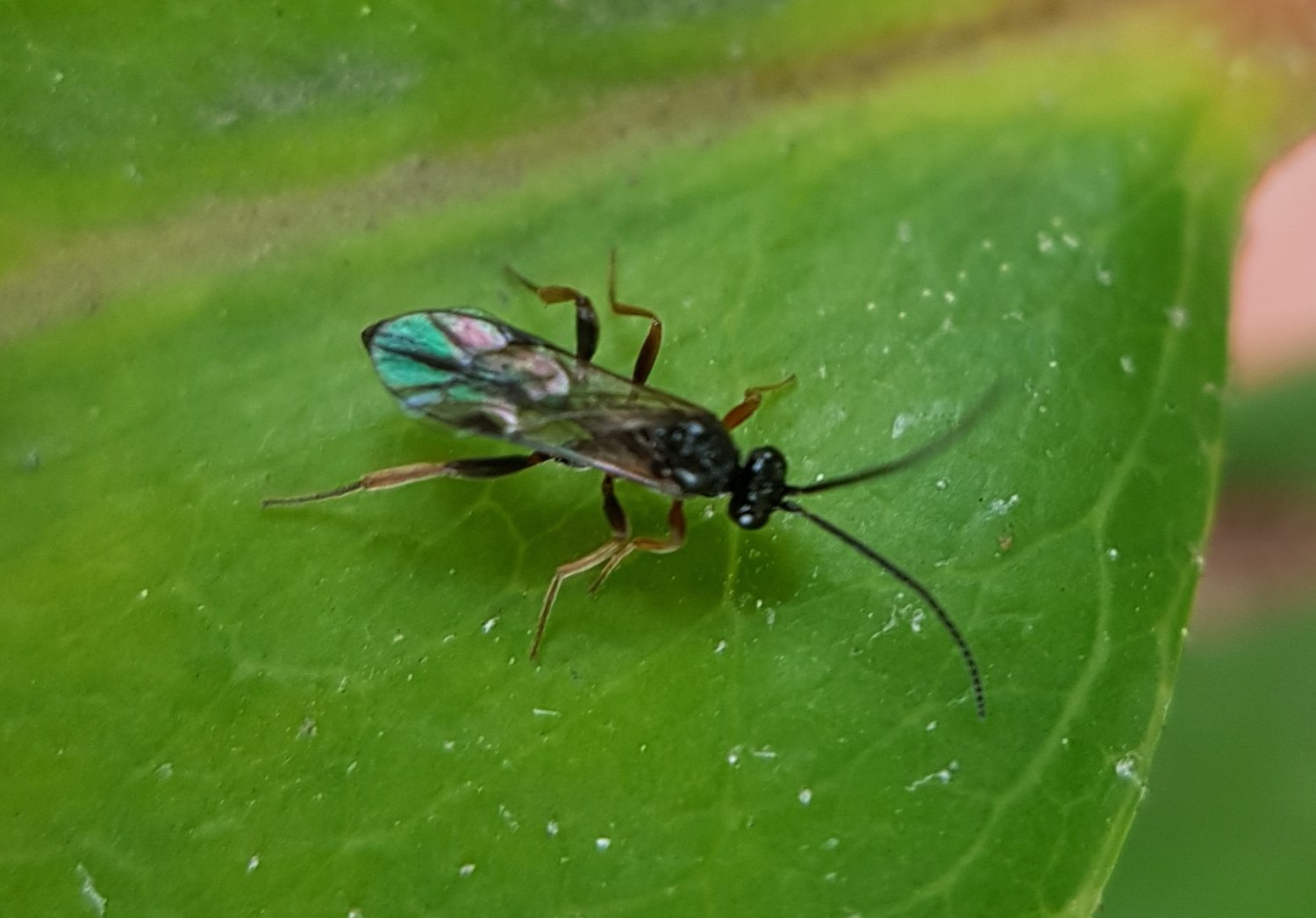Réf. 216590 — INSECTA > Hymenoptera > Ichneumonoidea > Inconnu inconnu